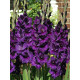 Гладіолус Перпл Флора (Purple Flora) 10/12