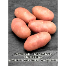 Насіннєва картопля Ред Скарлет рання 1 кг