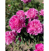 Півонія Edulis Superba 2/3