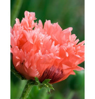 Мак Pink Ruffles (Пинк Раффлс) (1 шт)