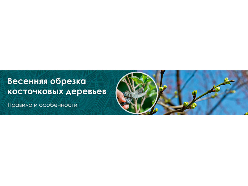 Весняна обрізка кісточкових дерев