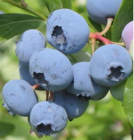 Лохина Бригіта Блу 5 л