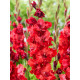 Гладіолус Velvet Raspberry 12/14