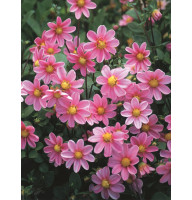 Георгина Topmix Rose