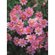Георгина Topmix Rose