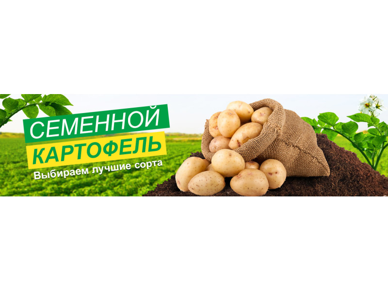 Як вибрати насіннєву картоплю