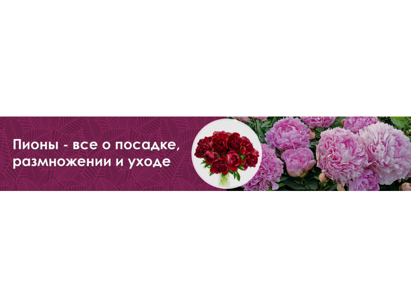 Півонії - все про посадку, розмноження і догляді