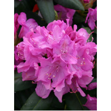 Рододендрон Розеум Элеганс (Roseum Elegans) С3