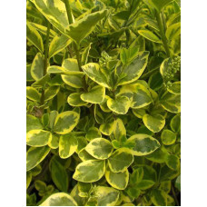 Бирючина обыкновенная вариегатная (Variegata) С3