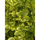 Бірючина звичайна варіегатна (Variegata) С3