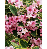 Вейгела цветущая Variegata С2.4