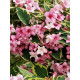 Вейгела цветущая Variegata С2.4