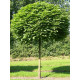 Катальпа обычная бигнониевидная (Catalpa bignonioides) С25