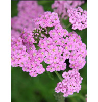 Ахиллея (Тысячелистник) Millefolium Lilac Beauty