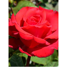 Роза Май Валентайн (My Valentine) Кордес