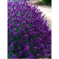 Лаванда Хідкот Блю (Hidcote Blue) вузьколиста 2 роки С3