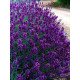 Лаванда Хідкот Блю (Hidcote Blue) вузьколиста 2 роки С3