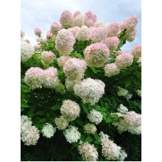 Гортензия Грандифлора (Grandiflora) метельчатая 2 года С3