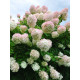 Гортензія Грандіфлора (Grandiflora) 2 роки С3