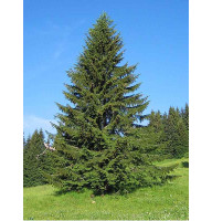 Ялина європейська Ексцелса (Picea abies Excelsa) висота 140-160 см, 15-20 л, 7 років