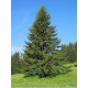 Ялина європейська Ексцелса (Picea abies Excelsa) висота 140-160 см, 15-20 л, 7 років