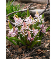 Подснежник Rosea 5+