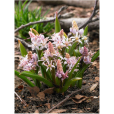 Подснежник Rosea 5+