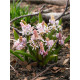 Подснежник Rosea 5+