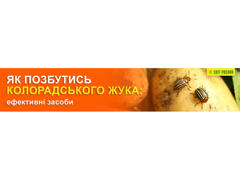 Як позбутися колорадського жука: ефективні засоби