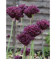Алліум Атропурпуреум (Atropurpureum) 8/10
