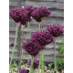 Аллиум Атропурпуреум (Atropurpureum) 8/10