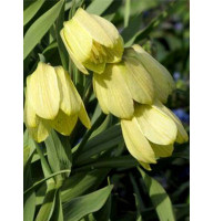 Фритиллярия Pallidiflora 10/+