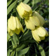 Фритиллярия Pallidiflora 10/+