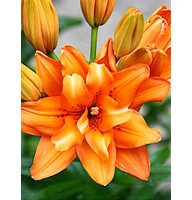 Лілія Orange Twins Азіатська Махрова