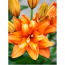 Лілія Orange Twins Азіатська Махрова