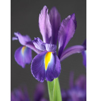 Ірис Discovery Purple