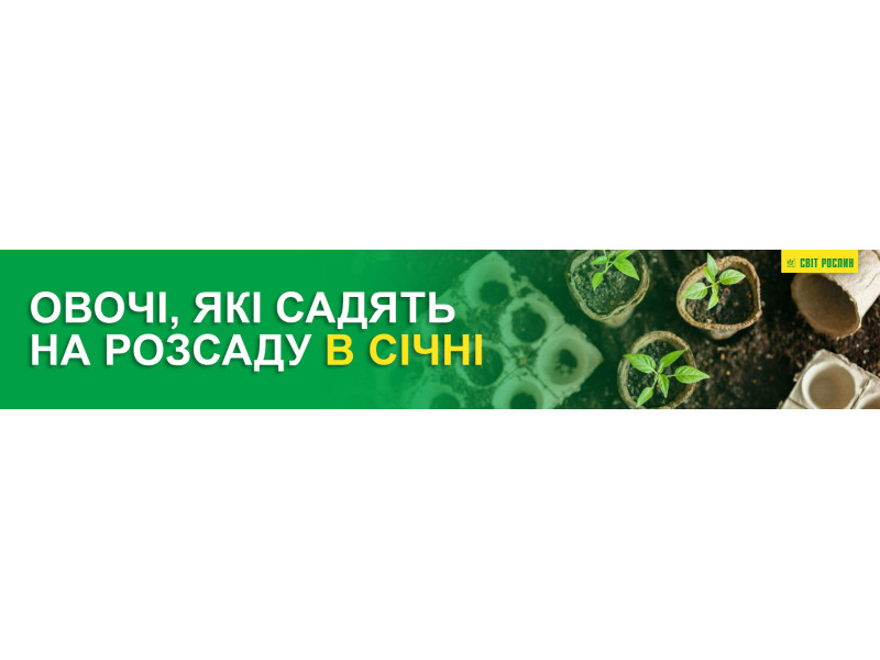 Овочі, які садять на розсаду в січні
