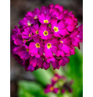 Примула Denticulata rubra