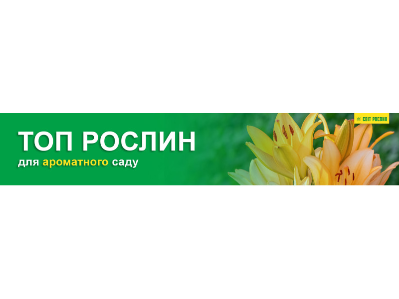 ТОП растений для ароматного сада