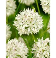 Аллиум Amplectens Graceful Beauty 6+