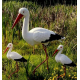 Сім'я лелек 4