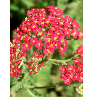 Ахиллея (Тысячелистник) Millefolium Cassis