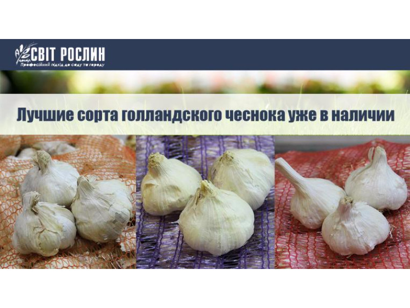 Лучшие сорта голландского чеснока уже в наличии!