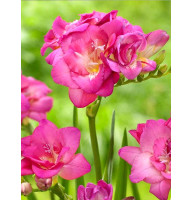 Фрезия Rose махровая 5+