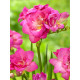 Фрезия Rose махровая 5+