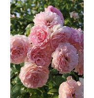 Роза плетистая Роз Де Толбиак (Rose de Tolbiac)