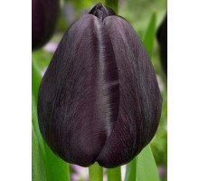 Тюльпан триумф Black Bean (Блэк Бин)