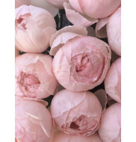 Роза английская Пиони Пинк (Peony Pink) 