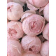 Троянда англійська Піоні Пінк (Peony Pink)