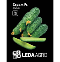 Насіння Огірок Страж F1 букетний 10 шт LedaAgro